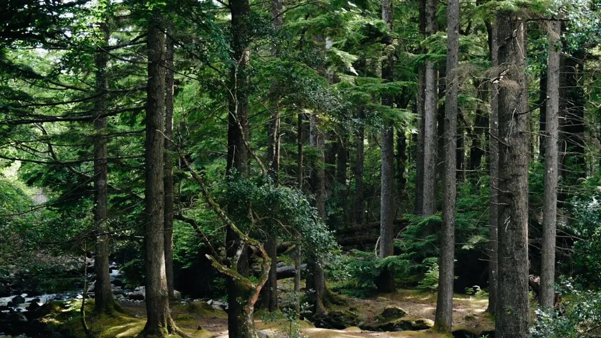 Les parcs nationaux d'Irlande : guide complet pour les explorer